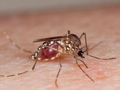 The Ministry of Health: “No ‘Aedes’ type mosquito in our country”
